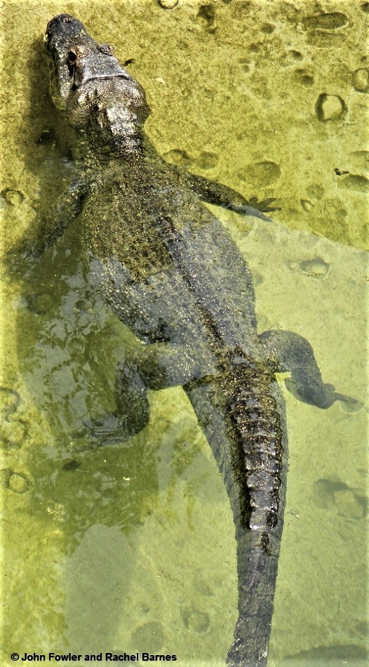 Yacare (Jacare) Caiman Caiman yacare